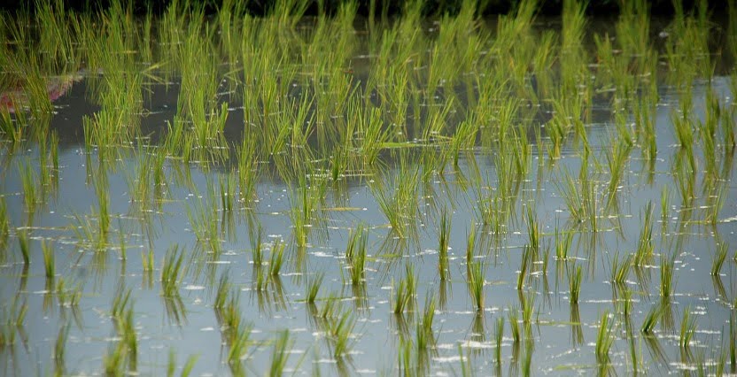 A traditional rice field. Photo via  City of Lakewood's Website