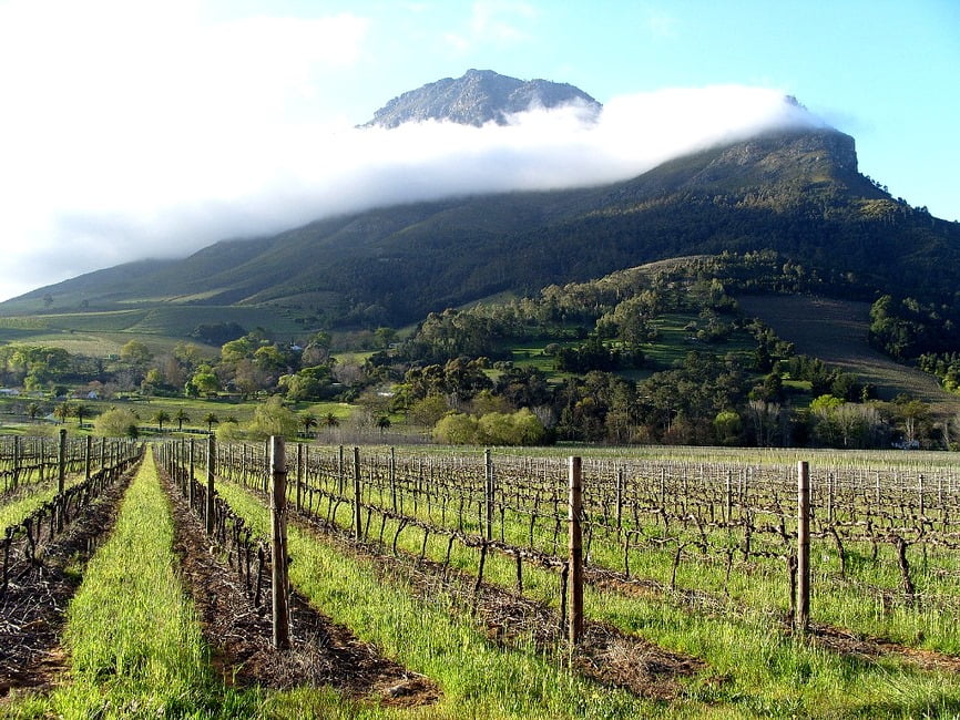 A vineyard in Stellenbosch, South Africa via  Iryna Kuchma/Flickr