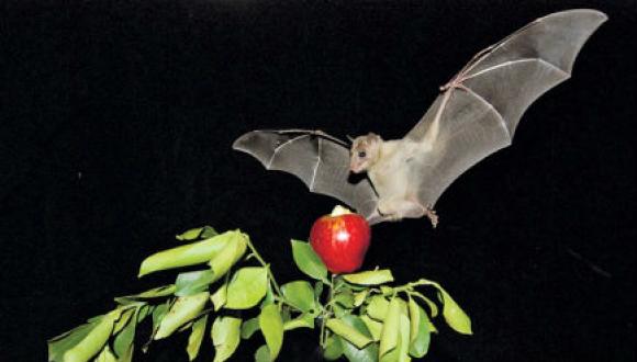 Bat with an Apple;. Courtesy of Tel Aviv University