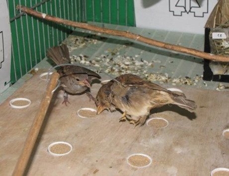 A young house sparrow tracks an artificial mother (a stuffed sparrow connected to a stick controlled by the researcher) and learns from it how to search for food, at Prof. Arnon Lotem's lab.  Courtesy of Tel Aviv University