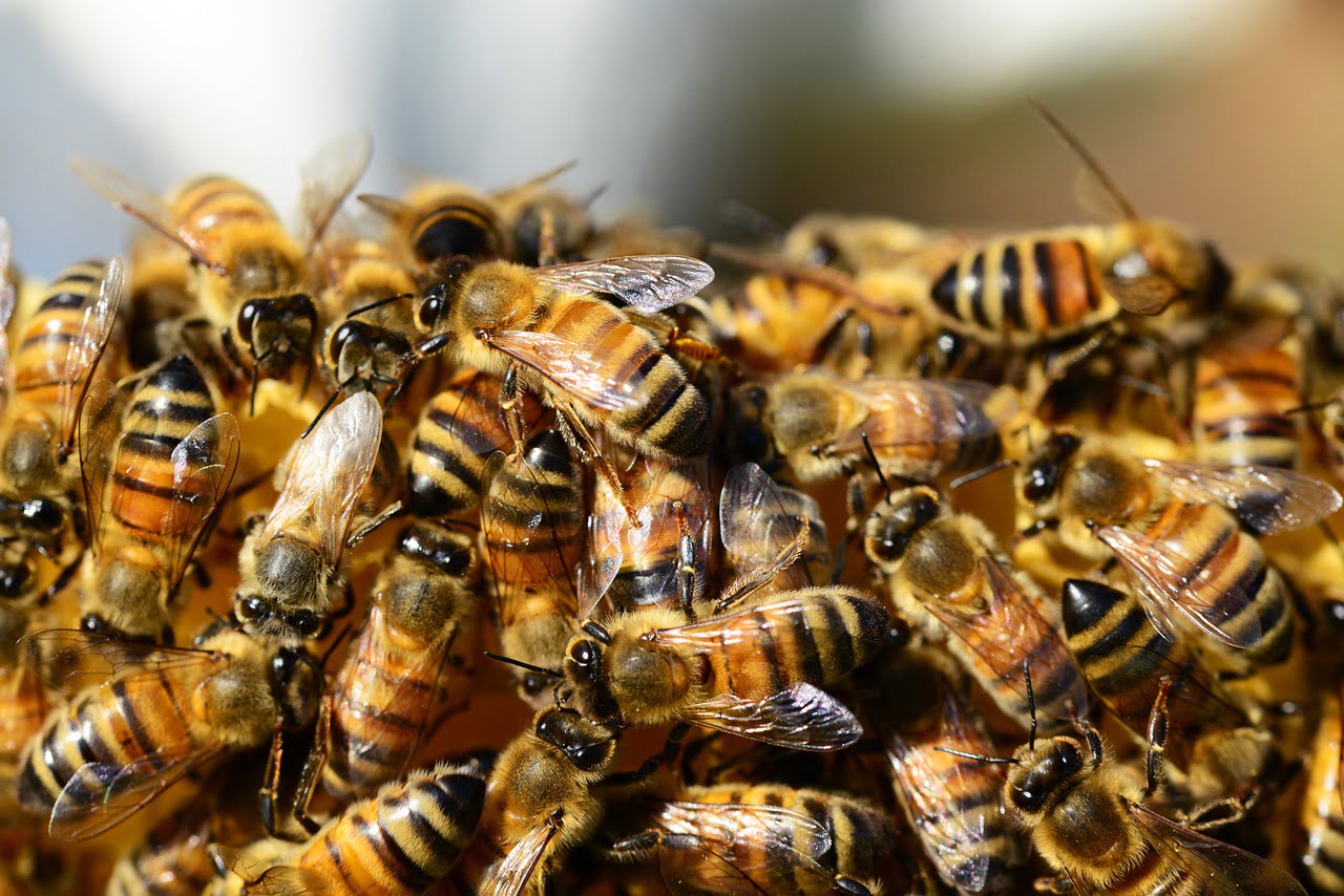 Honey Bees via Michael Beattie/Unsplash