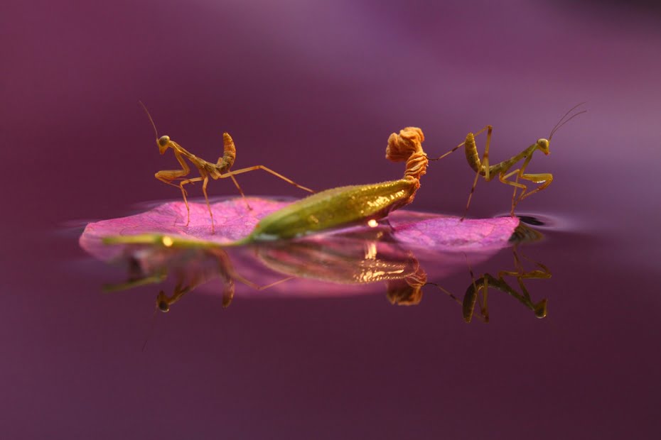 Young mantises on a purple leaf of bougainvillea, by Daniel Danilov
