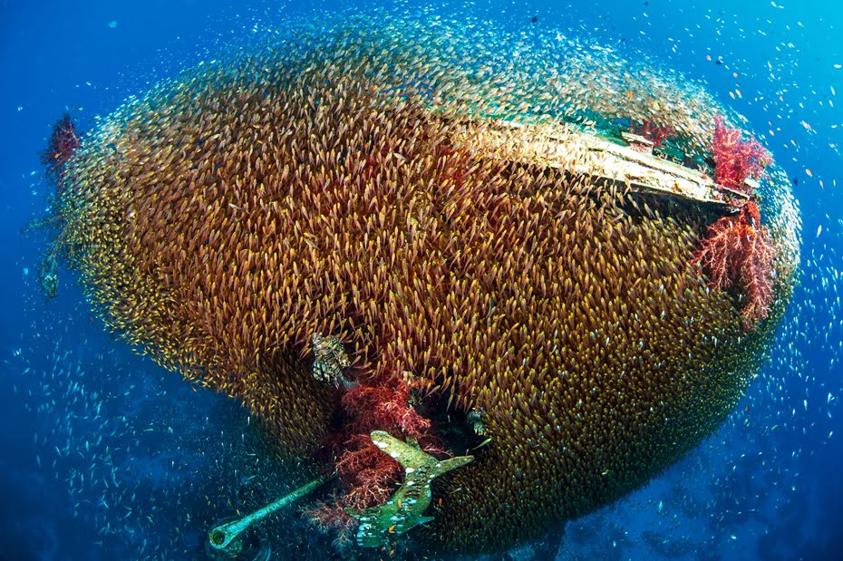 Tiny Red Sea fish swarming a shipwreck - by Noam Kortler