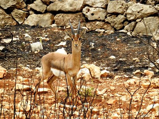 A deer watches passing cars at the edge of an Israeli road.  Photo by SPNI/Dov Greenblat