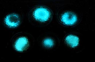 Luminous microbial beads demonstrate the fluorescent signal produced by the bacteria. Courtesy: of Hebrew University