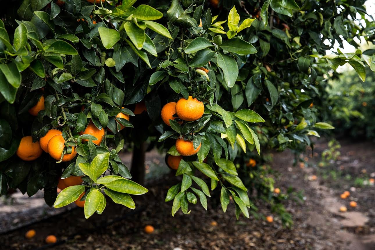 Jaffa Orri Mandarin oranges. Courtesy 