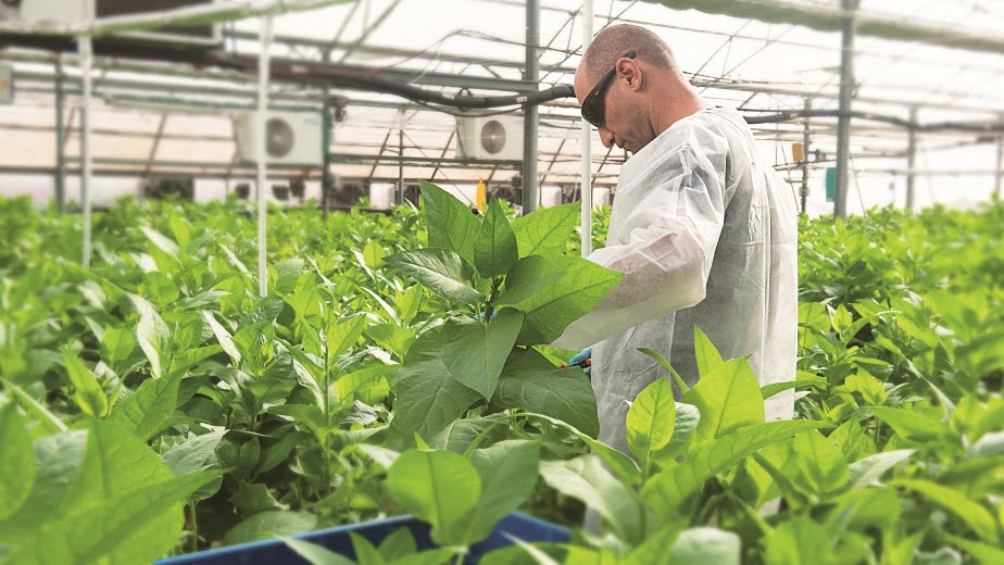 CollPlant grows tobacco in greenhouses to produce 'human' collagen, which is used in the bio-ink that will eventually 3D-print tissues and organs. Courtesy