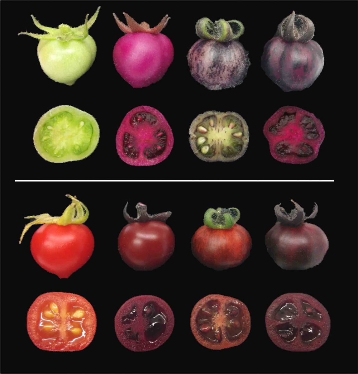 Unripe (top) and ripe (bottom) tomatoes. Regular tomatoes (far left) start out green and turn red when ripe. In contrast, genetically engineered tomatoes assume different shades of red-violet, depending on whether they produce betalains (second from left), pigments called anthocyanins (second from right) or betalains together with anthocyanins (far right). Courtesy of the Weizmann Institute