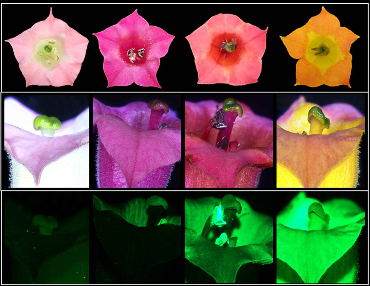 Tobacco flowers in nature are pale pink (far left), but can take on new colors (three images on the right) when genetically engineered to produce betalains - courtesy of the Weizmann Institute. Courtesy of the Weizmann Institute