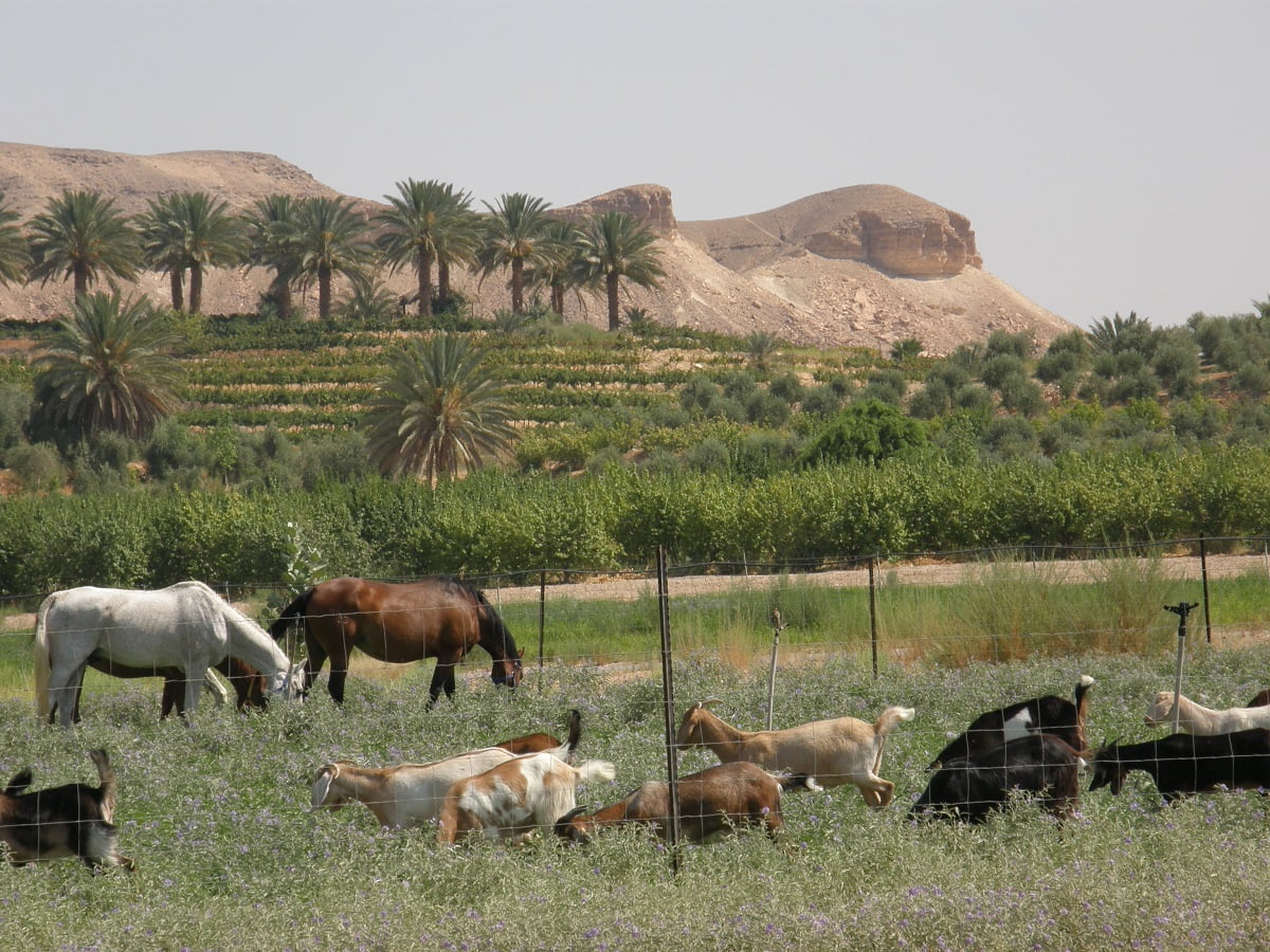 Horses and livestock graze at Kibbutz Neot Semadar. Courtesy Kibbutz Neot Semadar