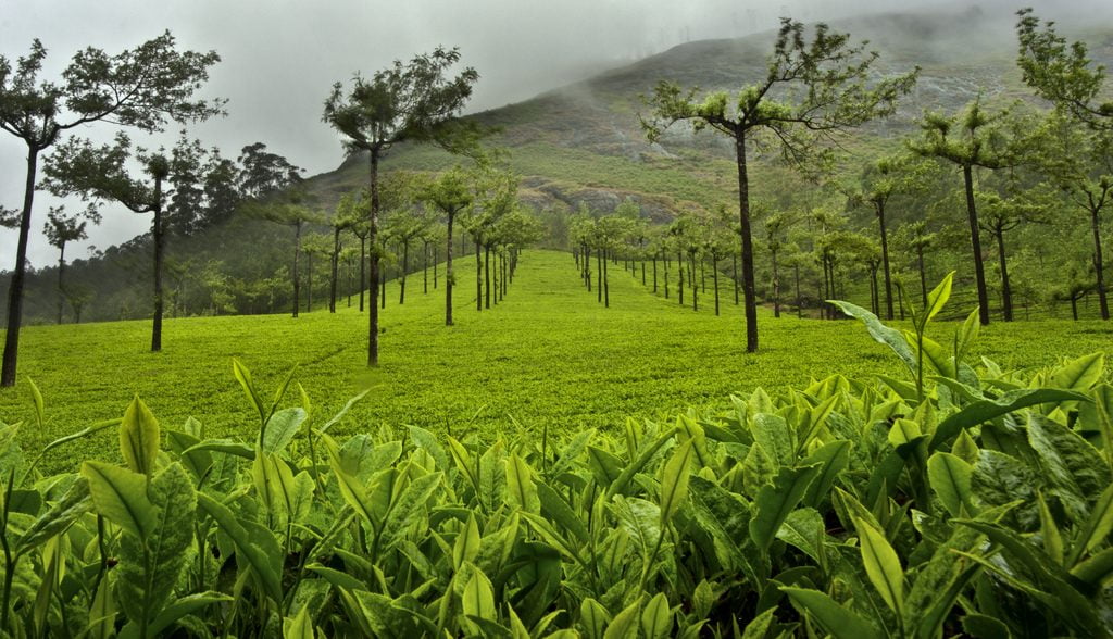 An illustrative photo of a tea plantation in Munnar, India. Photo by Jakub Michankow via Flickr