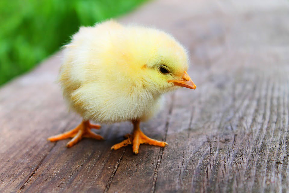 SuperMeat has created a lab-made alternative to eating live chicken. Photo via <a href="https://pixabay.com/en/easter-chicks-baby-beautiful-sweet-349026/" target="_blank" rel="noopener">Pixabay</a>