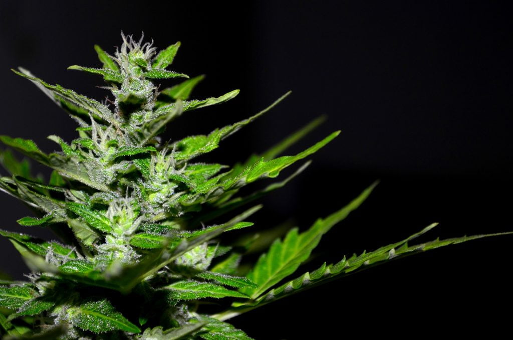 An illustrative photo of a marijuana plant. Pixabay