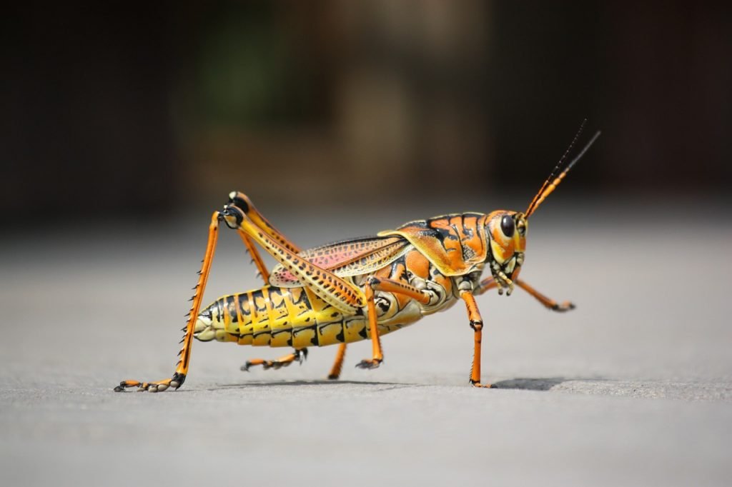 An illustrative photo of a grasshopper. Pixabay