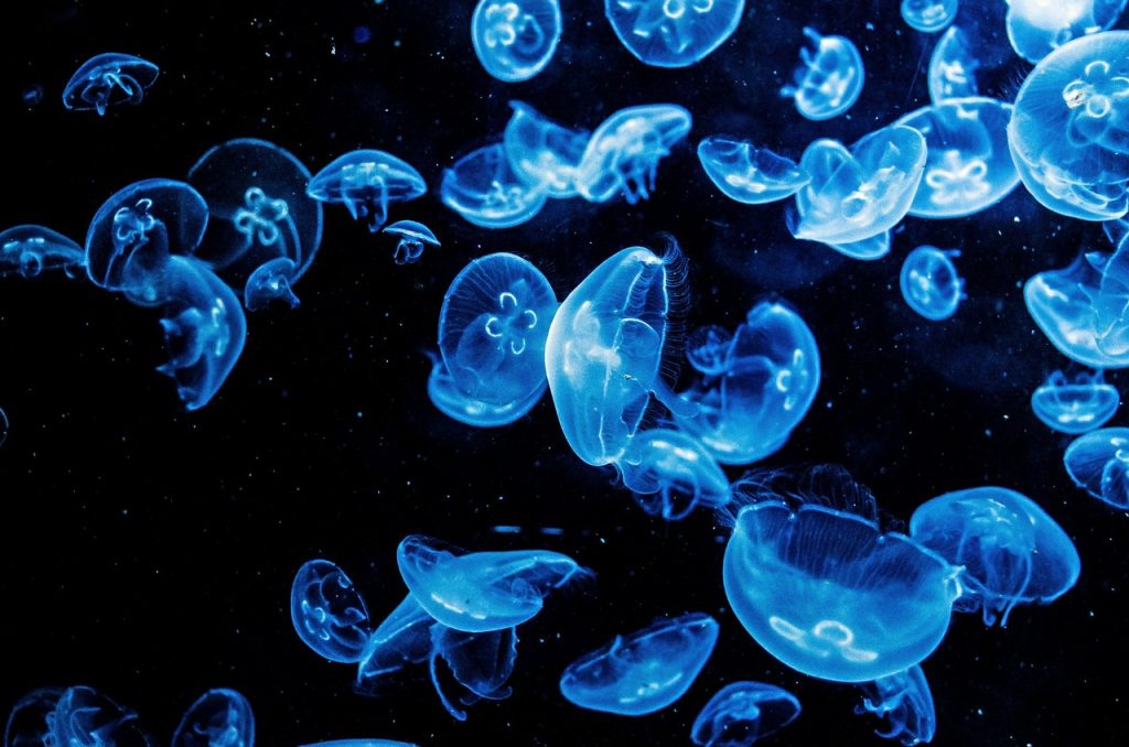 A swarm of jellyfish. Photo by Kiara Sztankovics on Unsplash