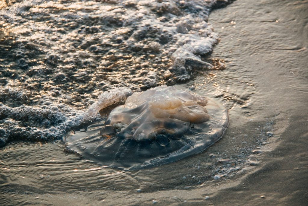 A jellyfish on the shore. Photo by Porapak Apichodilok from Pexels
