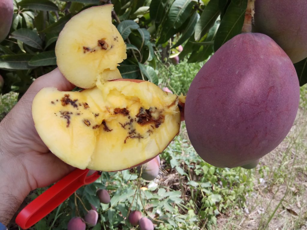 An infested mango. Courtesy of Biofeed