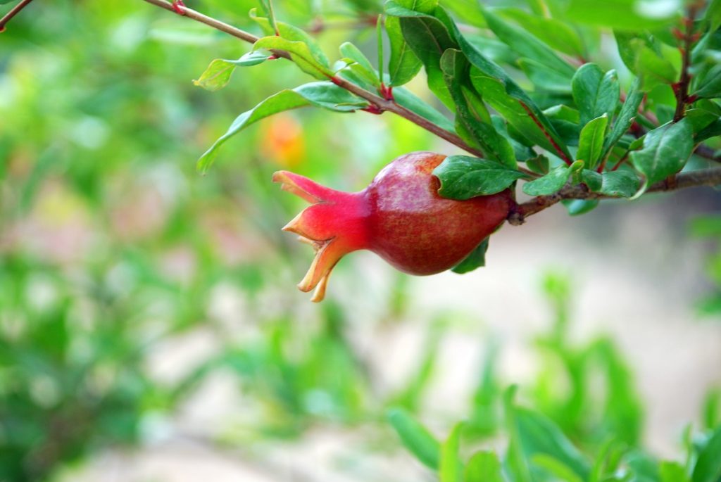 A pomegranate growing in Israel. Photo via Pikiwiki