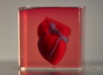 A 3D printed, small-scaled human heart engineered from the patient’s own materials and cells. Photo via TAU