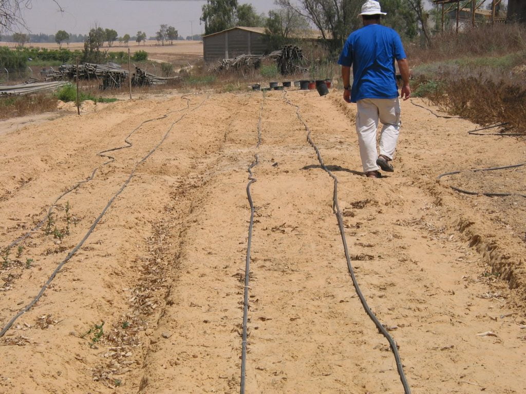 The experimental field for desert truffles by Israeli researchers. Courtesy