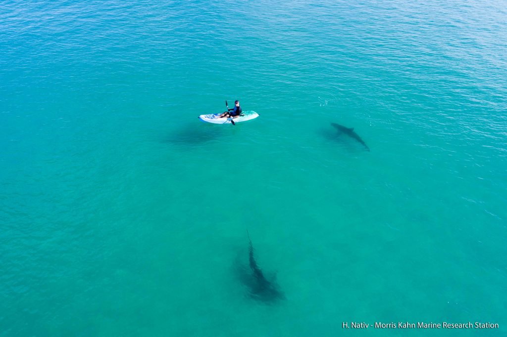 Sharks off the coast of Hadera, Israel. Photo by Hagai Nativ, Morris Kahn Marine Research Station, University of Haifa