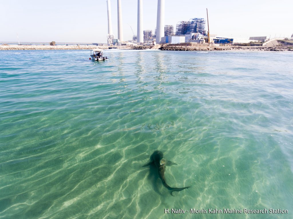A shark seen swimming near the Hadera power plant in Israel. Photo by Hagai Nativ, Morris Kahn Marine Research Station, University of Haifa