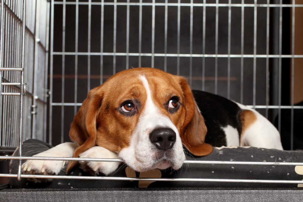 A beagle in a dog kennel. Illustrative. Deposit Photos