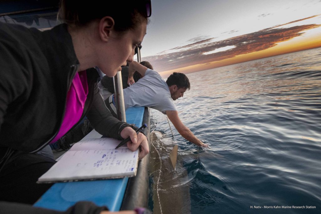 Shark researchers in the Mediterranean. Photo by Hagai Nativ, Morris Kahn Marine Research Station, University of Haifa