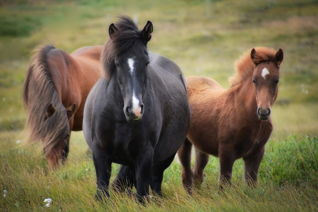 Horses. Photo via Pixabay