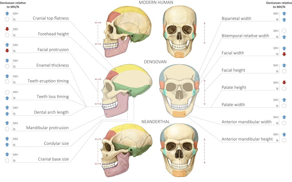 Comparison of Modern Human Neanderthal and Denisovan Skulls. Image by Maayan Harel