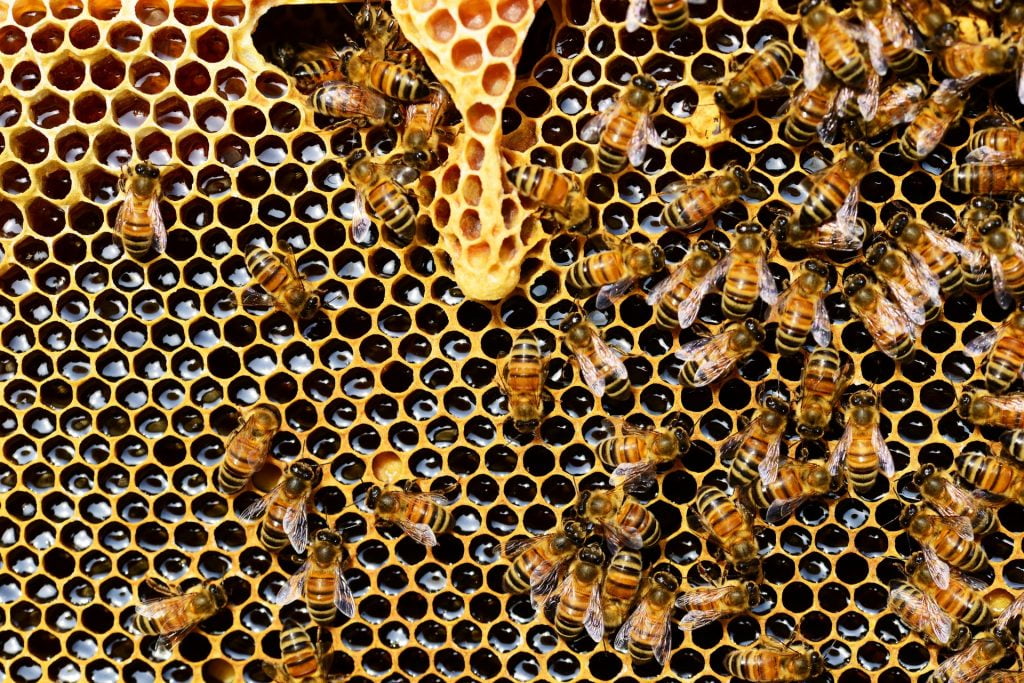 Honeybees. Photo via Pixabay