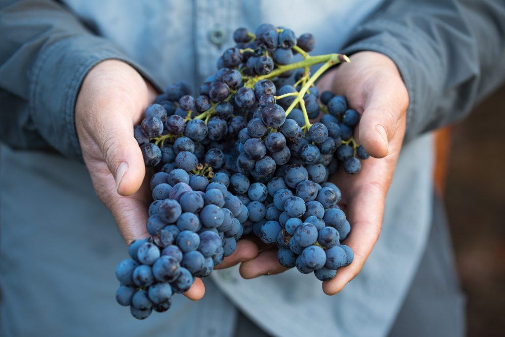 Carignan grapes. Photo: Vinsent