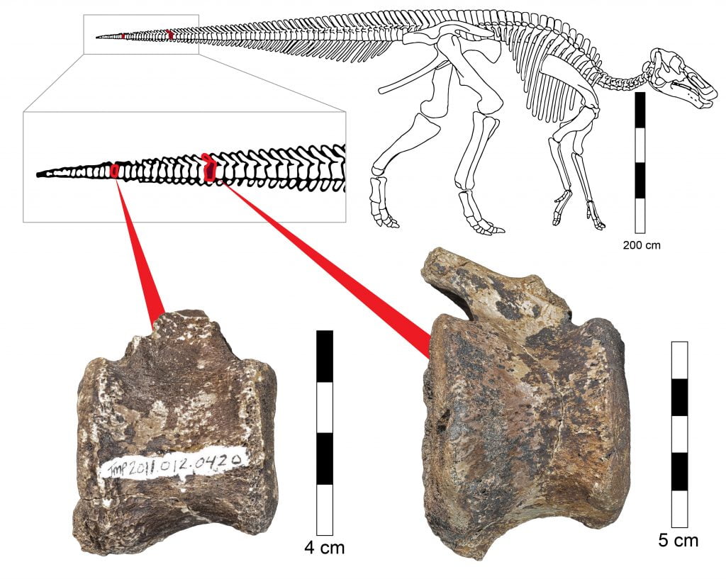 Location of the pathological vertebrae in a hardosaur skeleton. Courtesy of Assaf Ehrenreich, Sackler Faculty of Medicine, Tel Aviv University