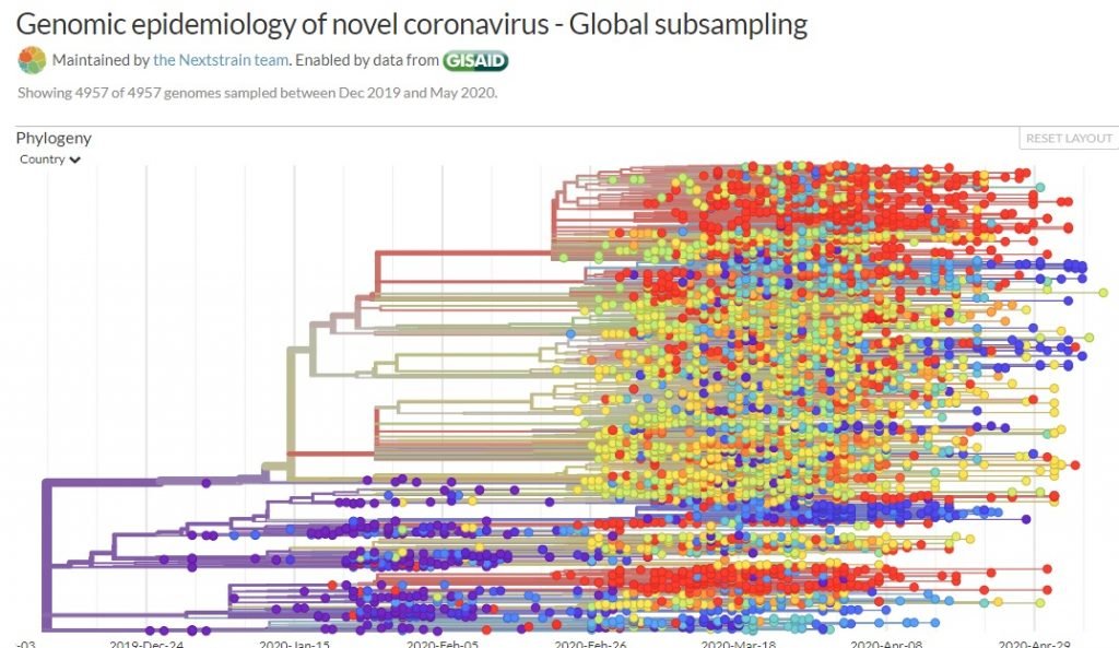 A screenshot from NextStrain showing the genomic epidemiology of the novel coronavirus, SARS CoV-2 by date.