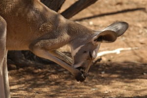 Kangaroo