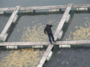 Fish Farm