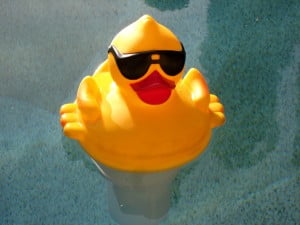 duck in water