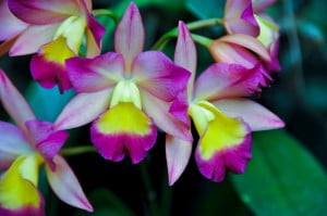 orchids