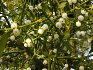 Mistletoe Plant