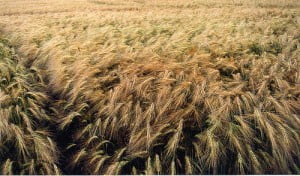 Environment News - Wild Barley