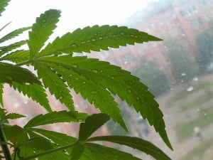 marijuana - health news