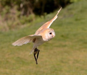 Environment News - pesticides - barn own