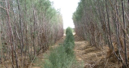 Environment News - Arava Desert - Israel