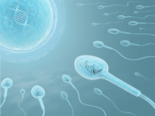 sperm cells - health news - israel