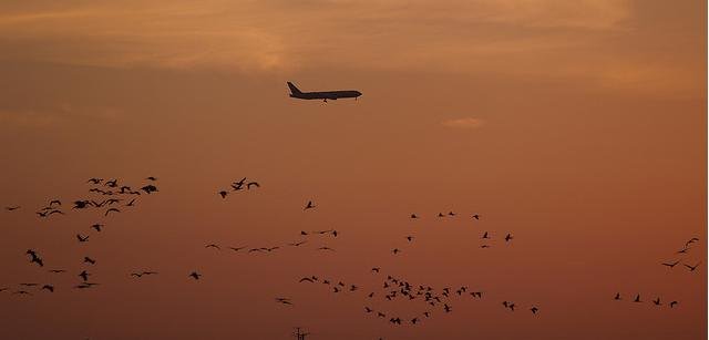 Bird Radar - Technology News - Israel