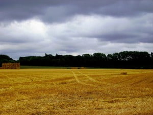 Harvest - Environment News - Israel