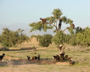 Argan Tree - Environment News - Israel