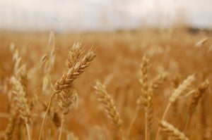 Wheat - Environment News - Israel