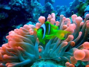 Sea Anemone - Environment News - Israel