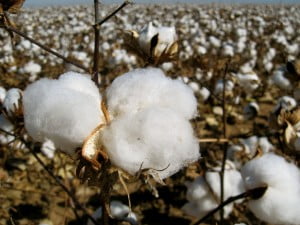 Cotton - Environment News - Israel
